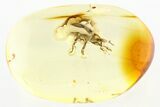 Fossil Straight-Snouted Weevil (Curculionidae) In Baltic Amber #275349-1